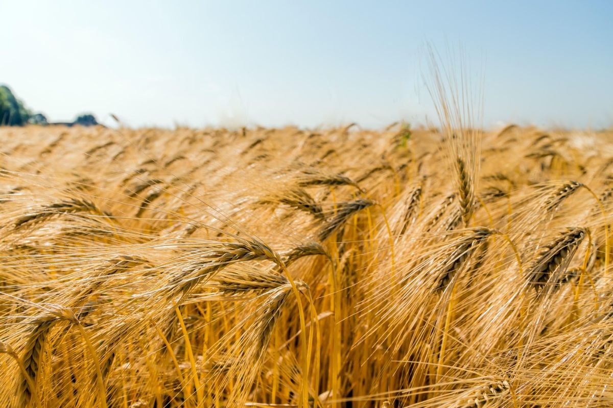 Έρευνα: Ελευσίνια μυστήρια με το... LSD της φύσης!