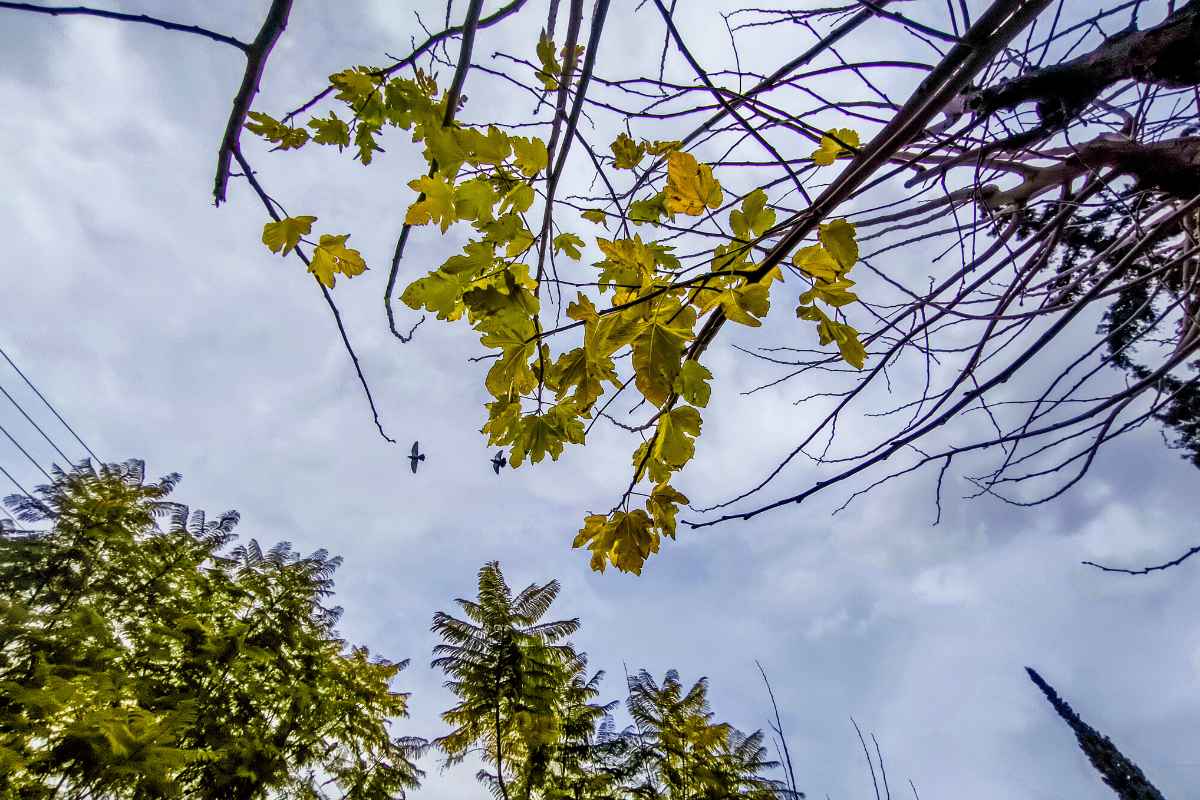 Καιρός: Με συννεφιά και ήπιες θερμοκρασίες το Σάββατο, επιμένουν οι βοριάδες